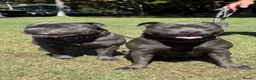 Staffordshire Bull Terrier dogs for sale: Delightful Strong Pure Staffy Bull Terrier Pups  in Doncaster - Advert 21