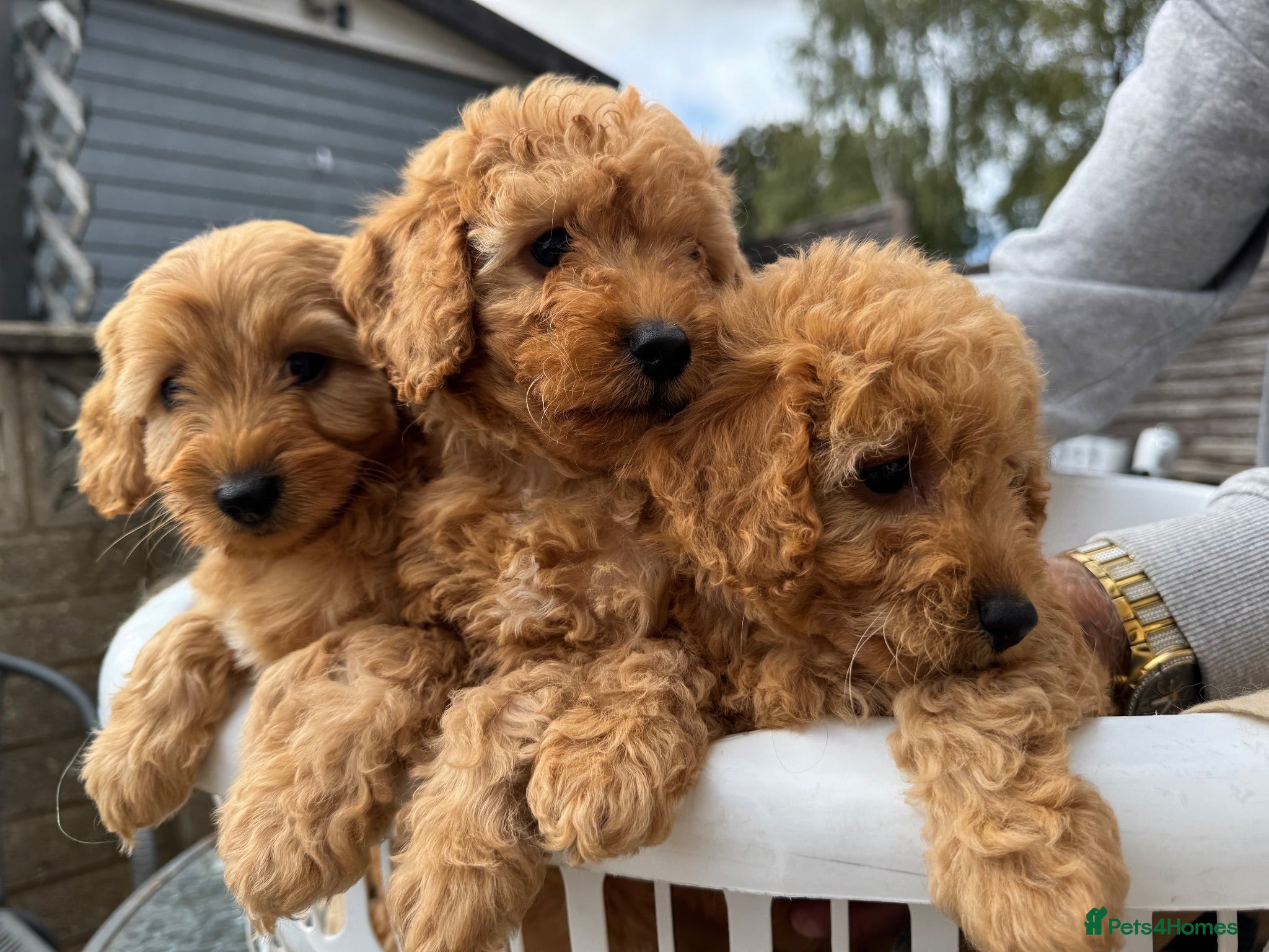 Cockapoo dogs F1b cockapoo  - Advert 13
