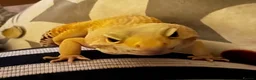 Leopard Gecko reptiles for sale: Stunning Leopard Gecko  - Advert 3