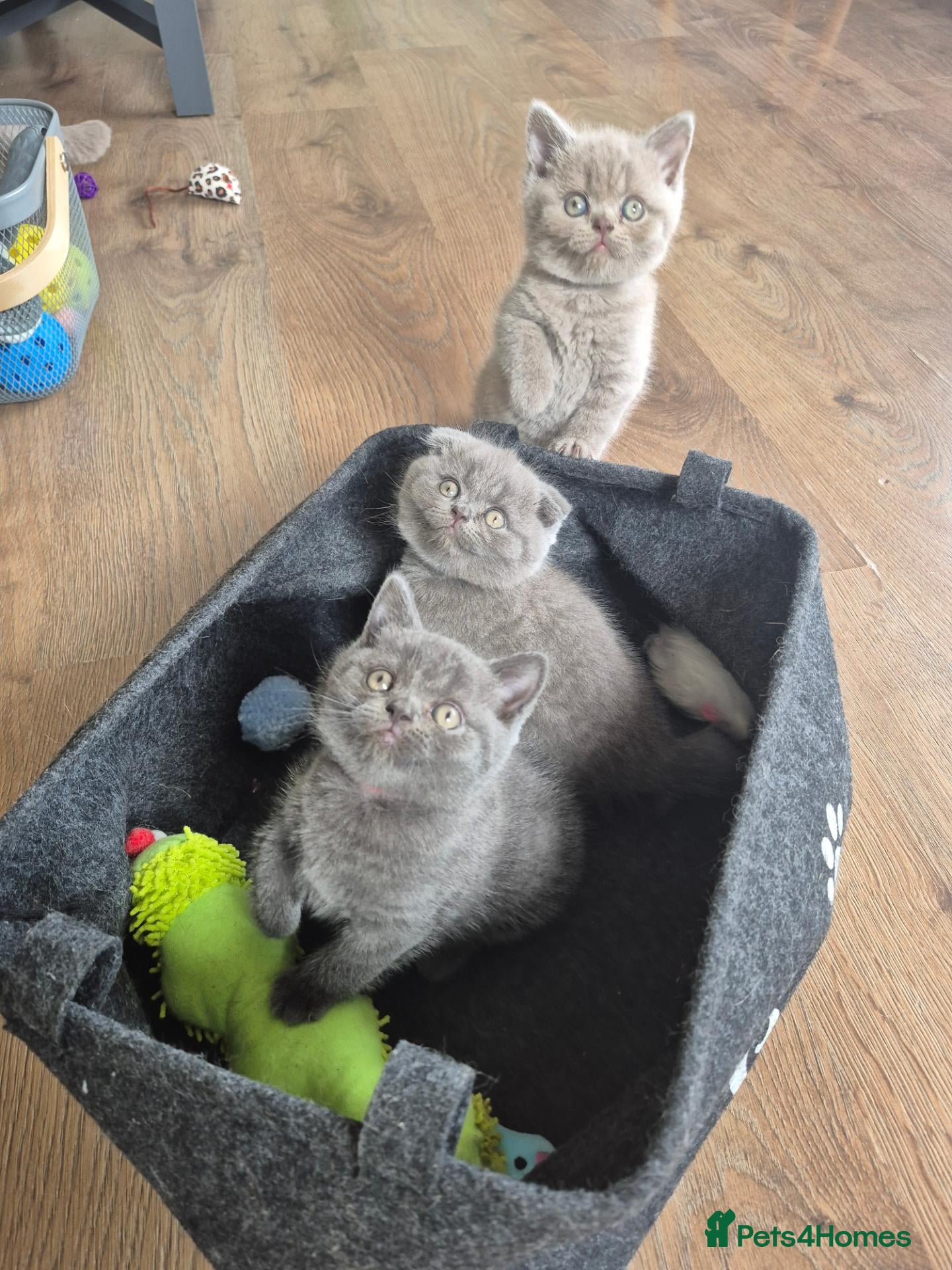 Scottish Fold cats 🐾 Beautiful Scottish Fold Kittens – £500 Each 🐾 - Advert 6