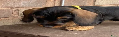 Dachshund 4