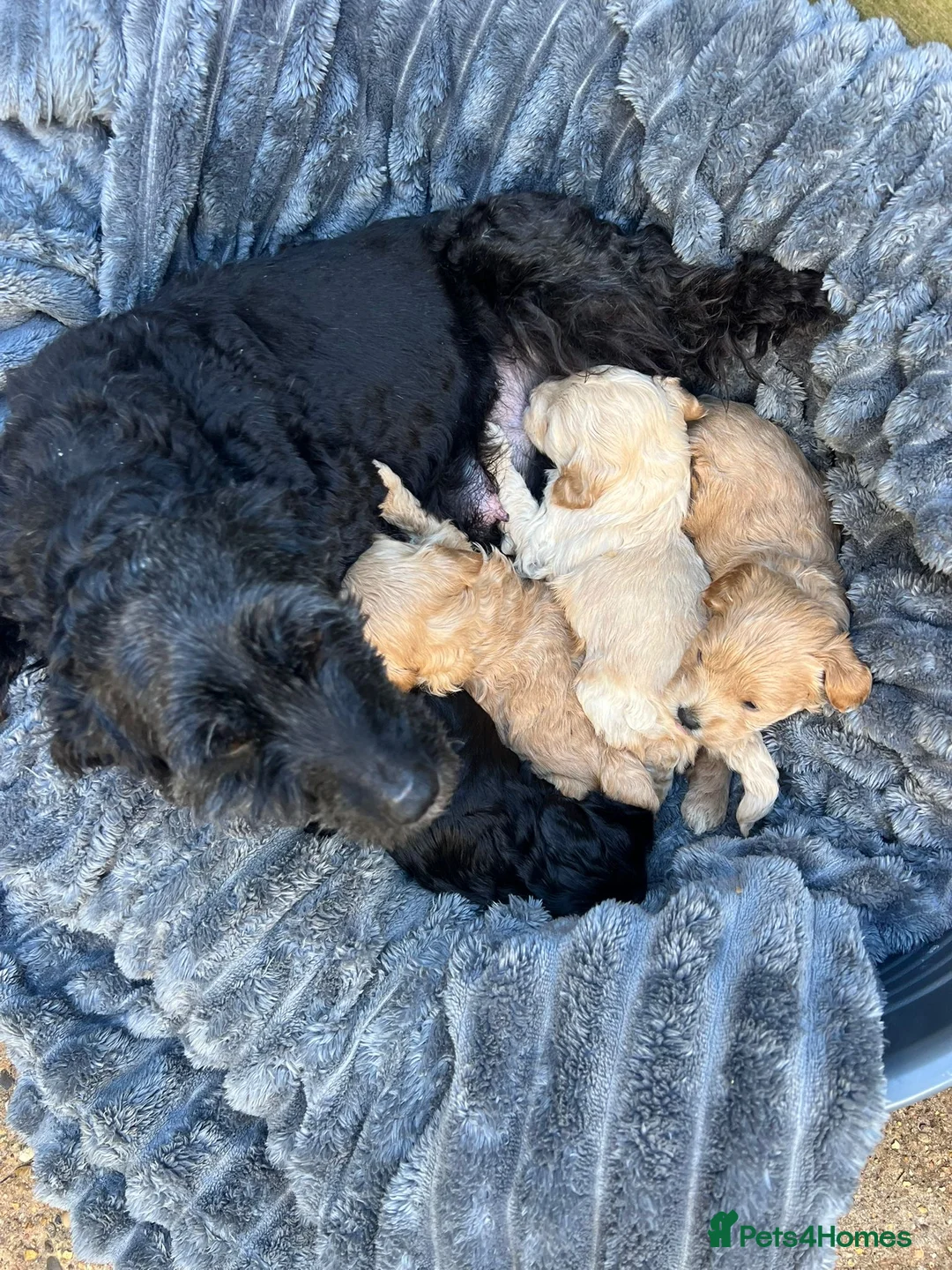 Cockapoo dogs for sale: Stunning cockapoo puppies  - Advert 2