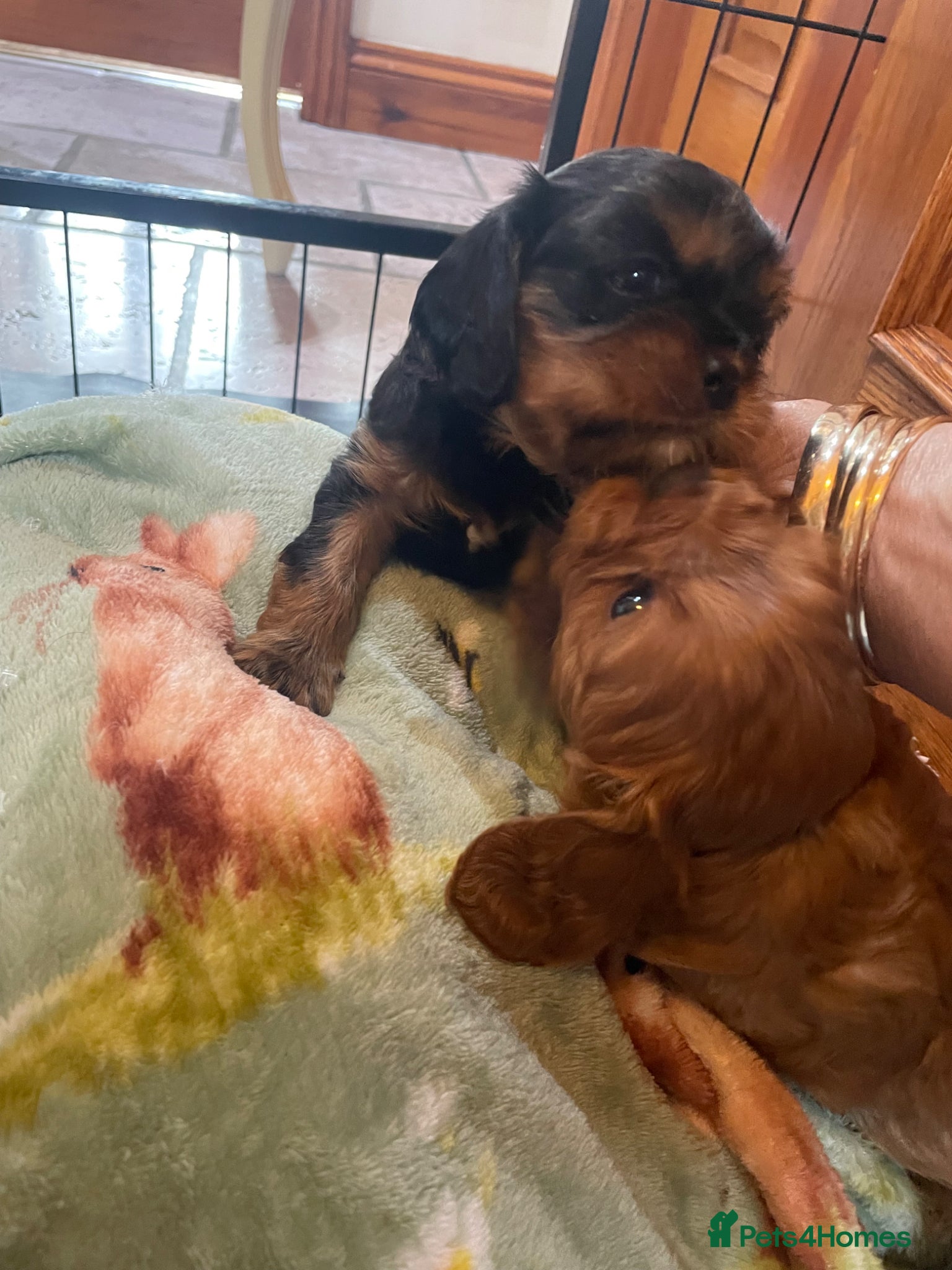 Cavalier King Charles Spaniel dogs King Charles cavalier babies  - Advert 2