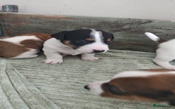 Jack Russell dogs for sale: Jack Russell puppies  - Image 4