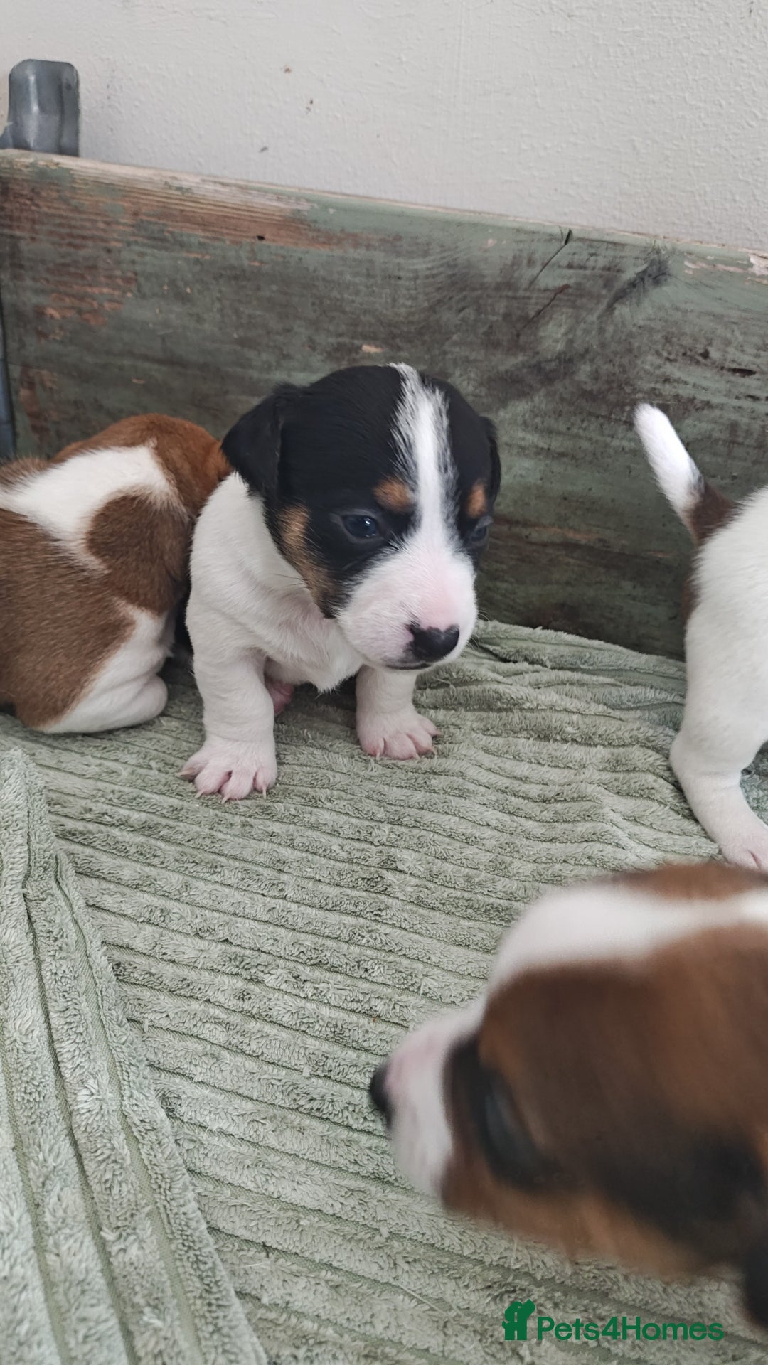 Jack Russell dogs for sale: Jack Russell puppies  - Image 4