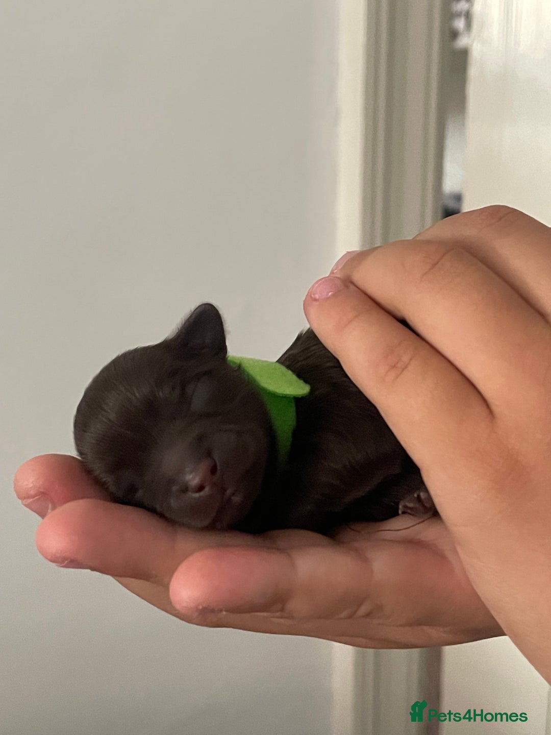 Shih Tzu dogs for sale: TINY Asian small toy Shipoo’s ADORABLE  - Image 14