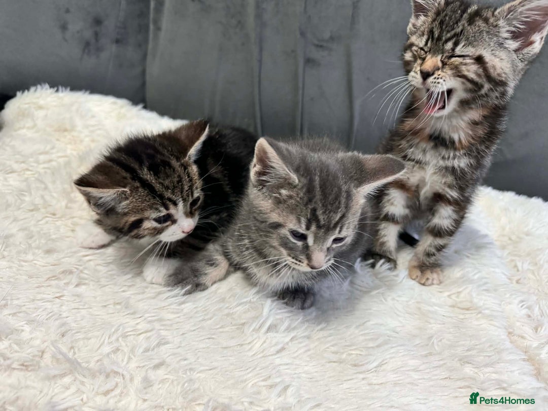 Bengal cats for sale: 3 kittens for sale - Advert 3