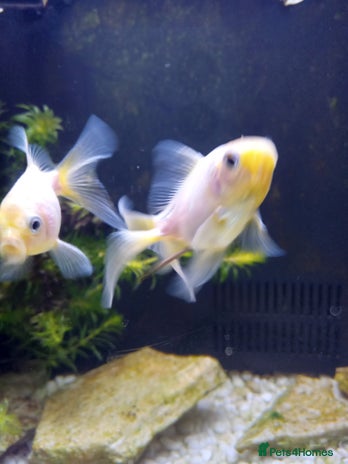 Fancy Goldfish fish - Advert 17