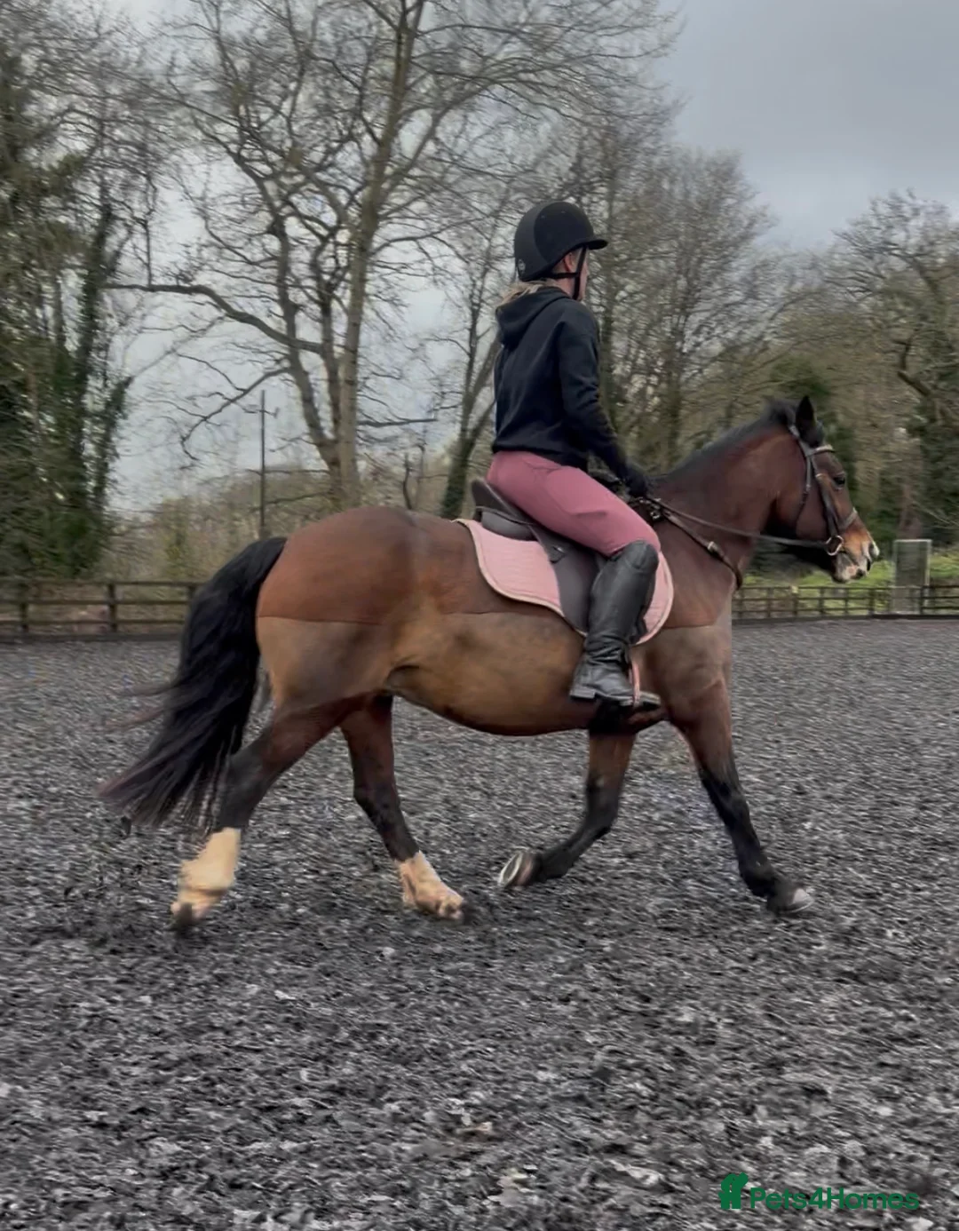 Welsh Section C horses for sale: Beautiful reg Welsh C mare 16 year old  - Advert 8