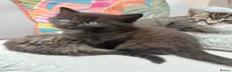 Maine Coon cats for sale: Fluffy kitten part Maine Coon  - Advert 6
