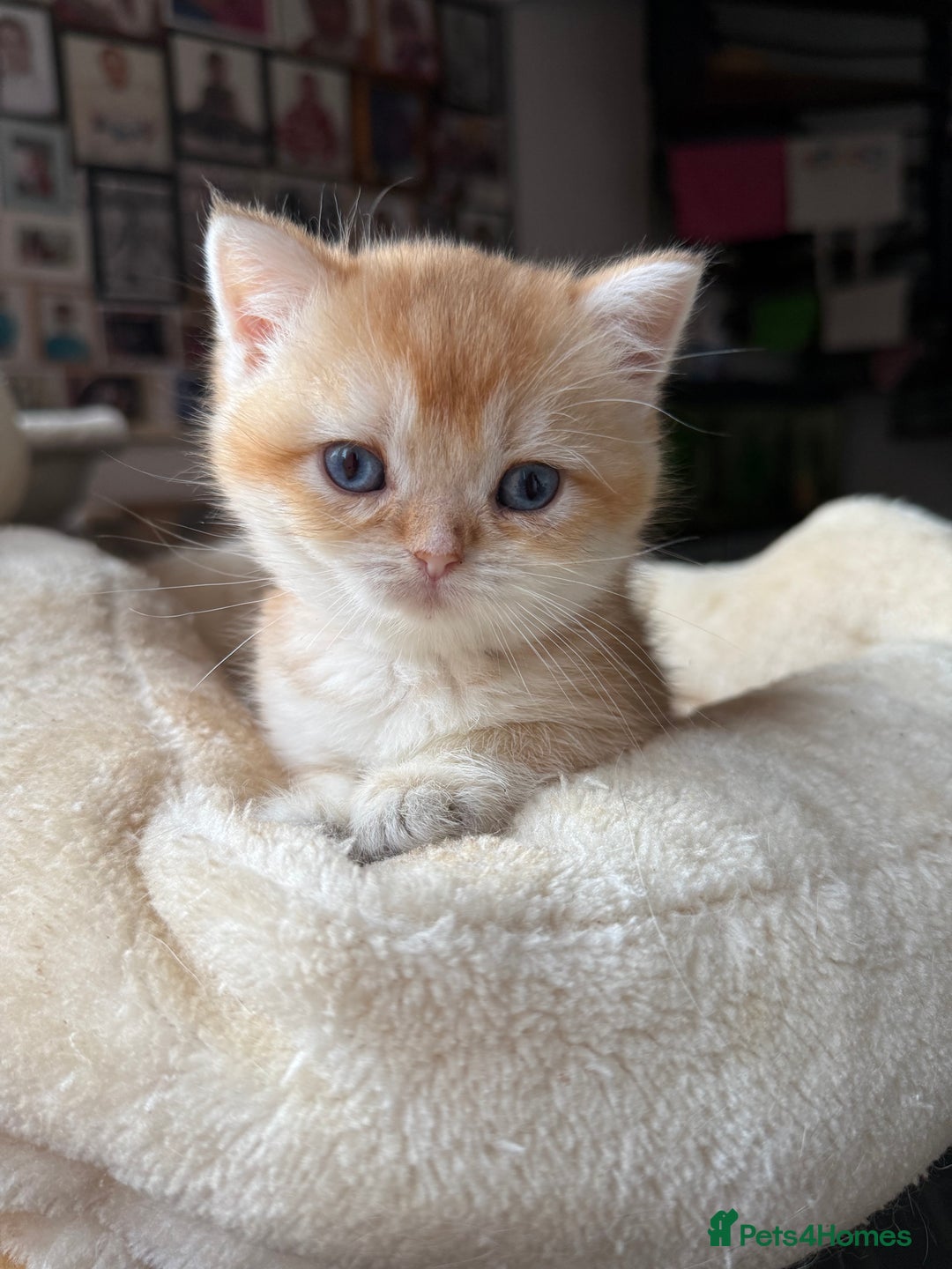 British Shorthair cats for sale: GCCF reg BSH Chocolate and Black Golden Kittens - Advert 36