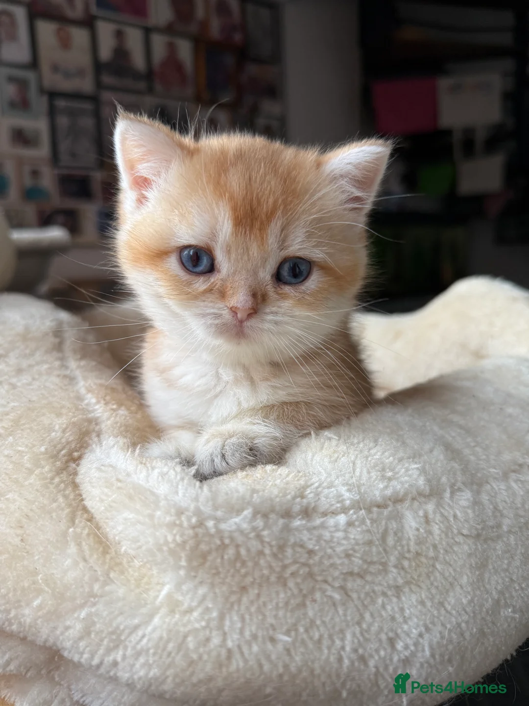 British Shorthair cats for sale: GCCF reg BSH Last Black Golden Female Kitten - Advert 32