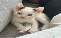 Domestic Shorthair cats for sale: Kittens for sale - domestic  - Image 10