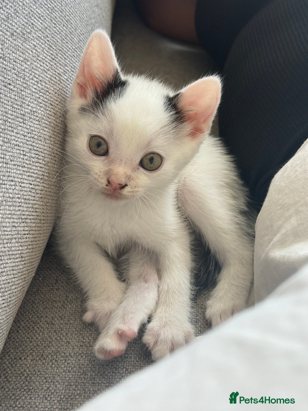 Domestic Shorthair cats for sale: Kittens for sale - domestic  - Image 10