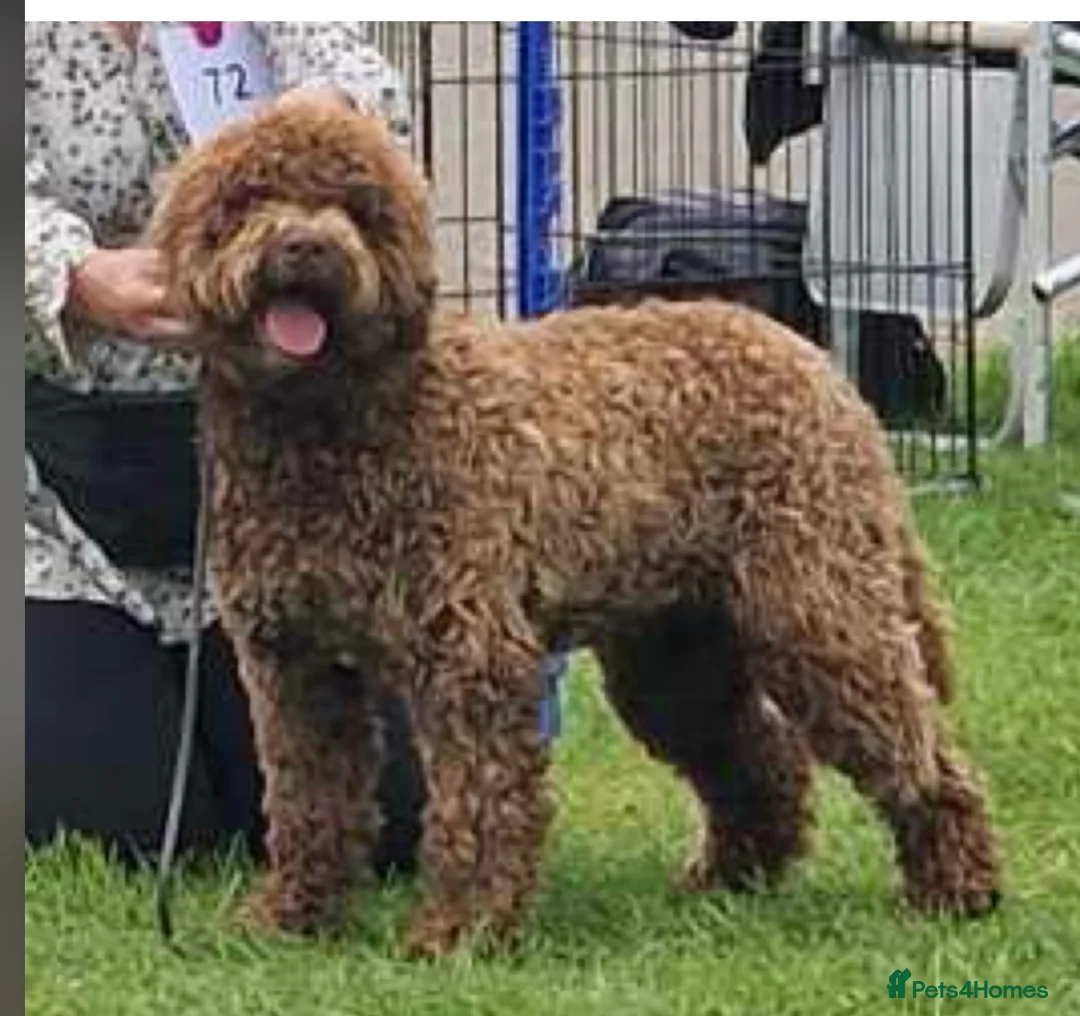 Lagotto Romagnolo dogs for stud: AT STUD FULLY HEALTH CHECKED KC REG  - Advert 1