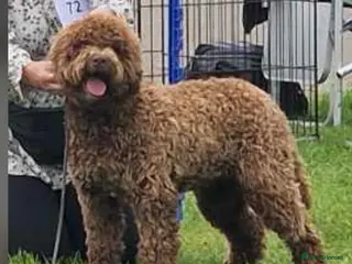 Lagotto Romagnolo dogs AT STUD FULLY HEALTH CHECKED KC REG - Advert 2