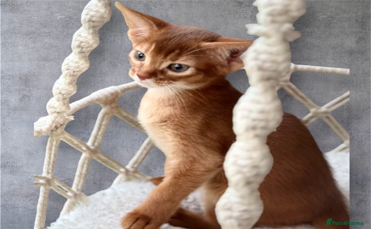 Abyssinian cats - Advert 3