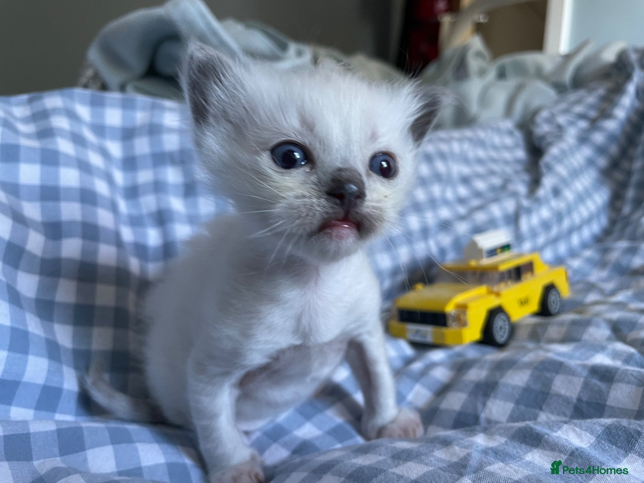 Ragdoll cats Ragdoll kitten for sale - Advert 14