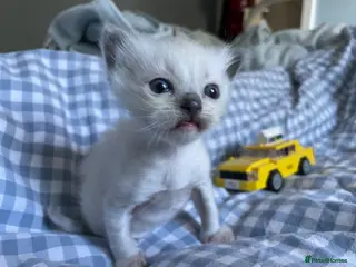 Ragdoll cats Ragdoll kitten for sale - Advert 14