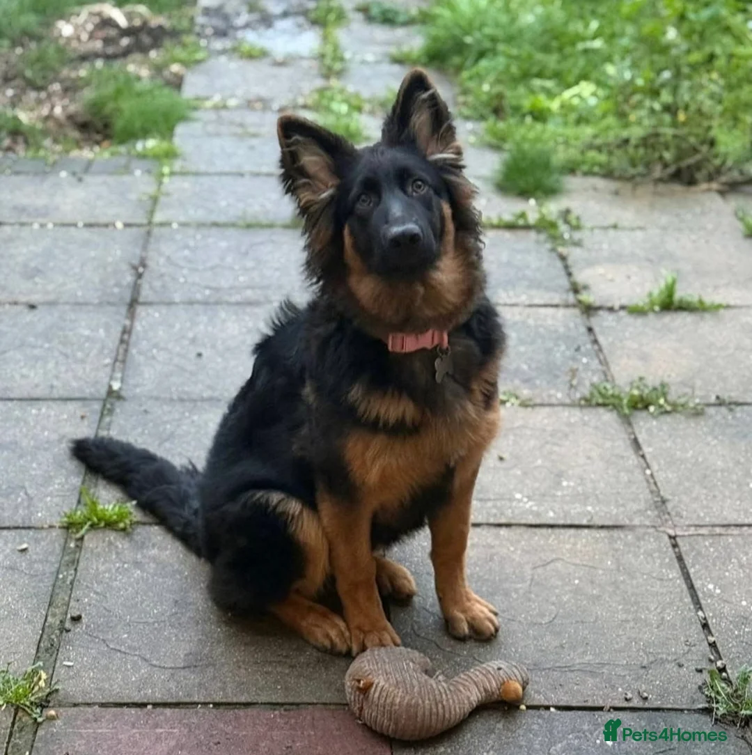German Shepherd dogs for stud: PROVEN German shepherd for stud  in Bexhill-on-Sea - Advert 23