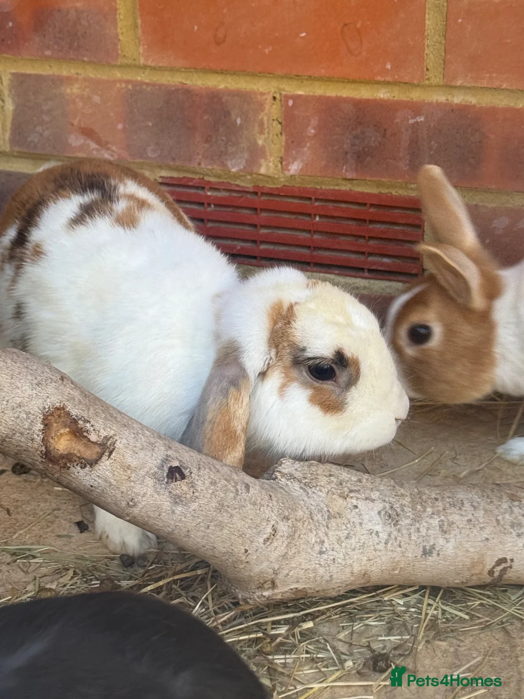 Mixed Breed rabbits for sale: Rabbits for sale  in Whitstable - Advert 9