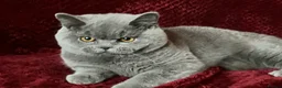 British Shorthair cats for sale: GCCF British Shorthair Boy Stunning Amber Eyes Now - Advert 3