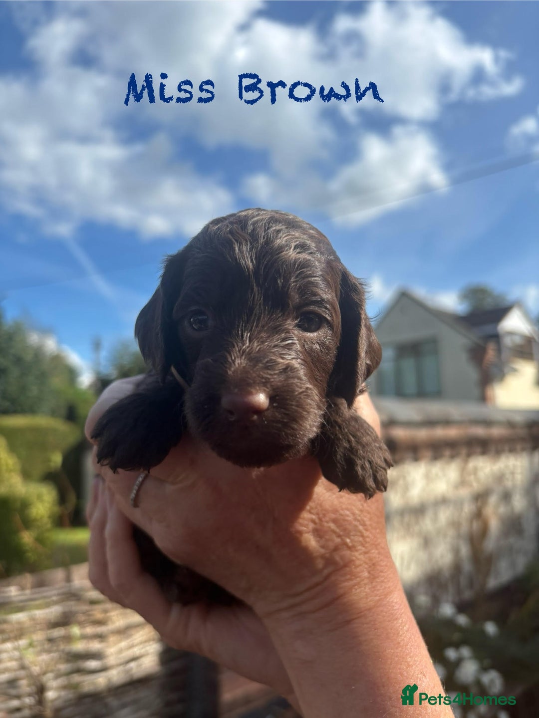 Cockapoo dogs for sale: Gorgeous cockapoo puppies!  - Image 7