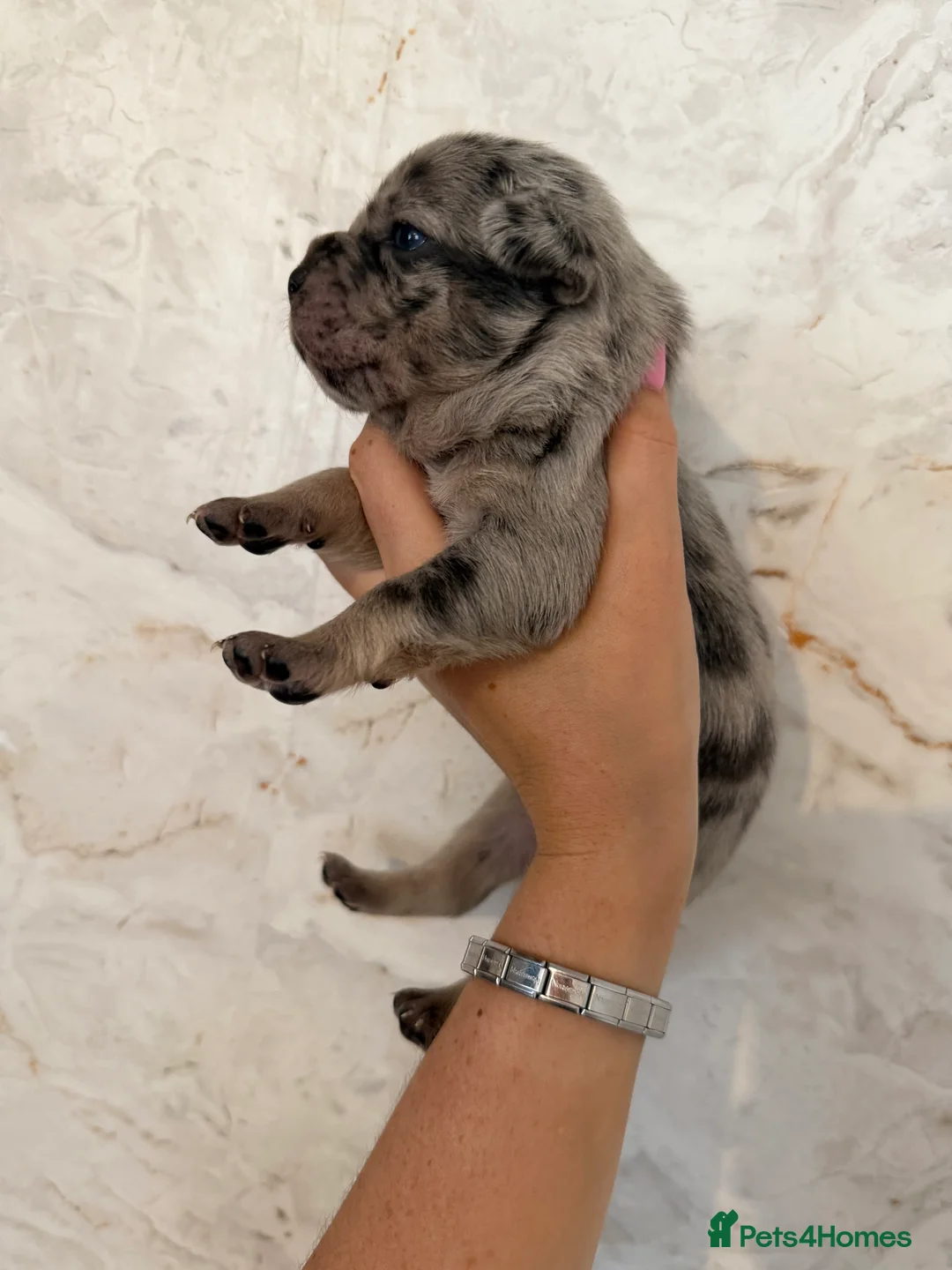 Mixed Breed dogs for sale: French bulldog x Staffordshire bull terrier  - Advert 13