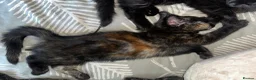 British Shorthair cats for sale: Beautiful female kittens in Aylesbury - Advert 8