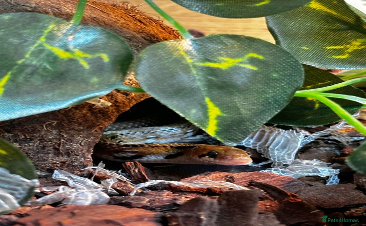 Snake reptiles - Advert 1