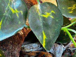 Snake reptiles - Advert 4