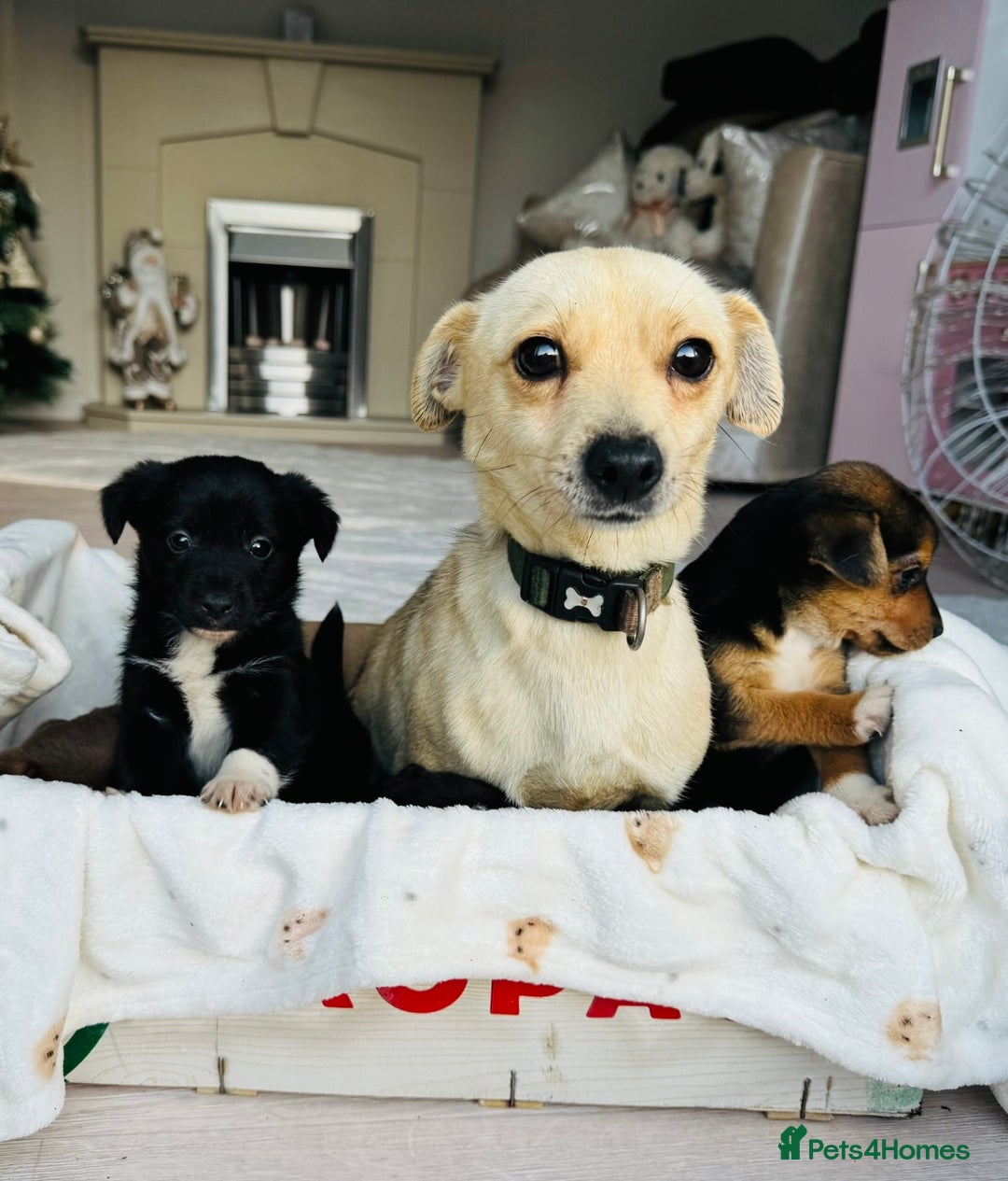 Patterjack dogs for sale: Beautiful patterjack puppies  - Advert 13