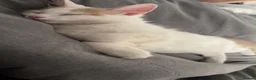 Maine Coon cats for sale: 🐾 Beautiful Maine Coon × Ragdoll Kitten - Advert 6