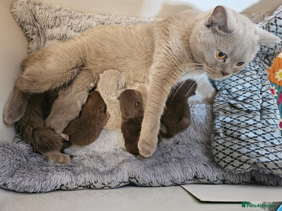 British Shorthair cats for sale: Purebred  British Shorthair Kittens - Advert 28