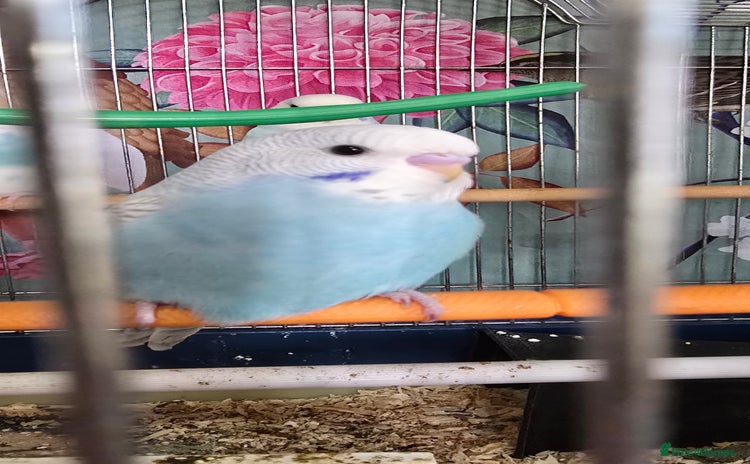 Budgerigars birds - Advert 2