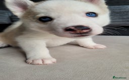 Siberian Husky dogs for sale: Best Quality Siberian Husky Puppies in Scotland - Image 24
