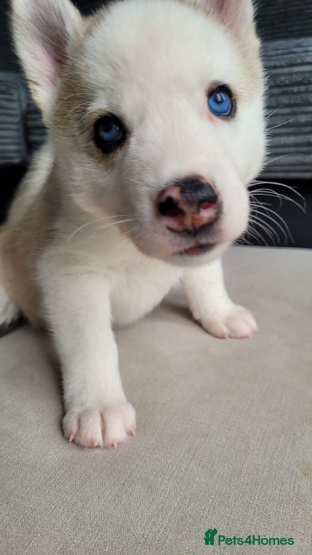 Siberian Husky dogs for sale: Best Quality Siberian Husky Puppies in Scotland - Image 24