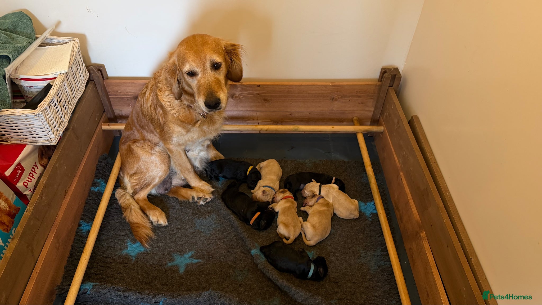 Goldendoodle dogs for sale: Beautiful Litter of Golden Doodles - Advert 1
