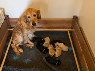 Goldendoodle dogs Beautiful Litter of Golden Doodles - Advert 1