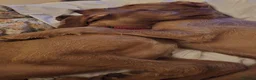 Hungarian Vizsla dogs for sale: Hungarian WIREHAIRED VIZSLA puppies KC reg'd  - Advert 11