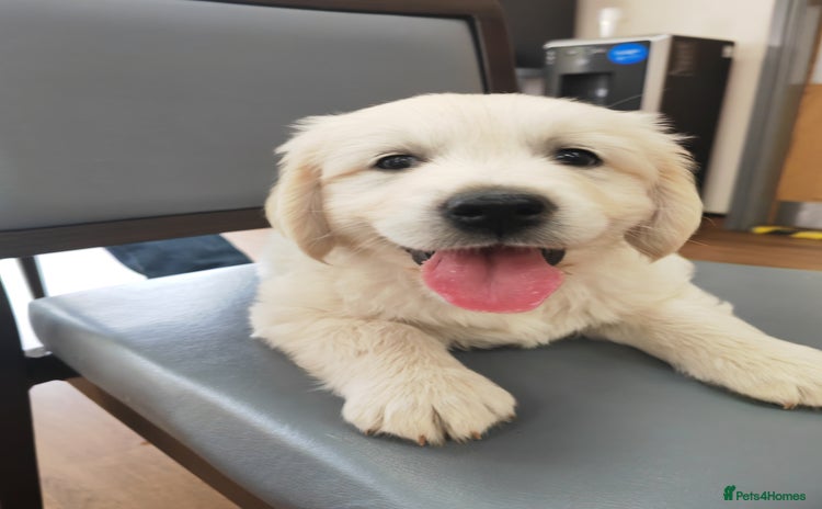Golden Retriever dogs - Advert 3