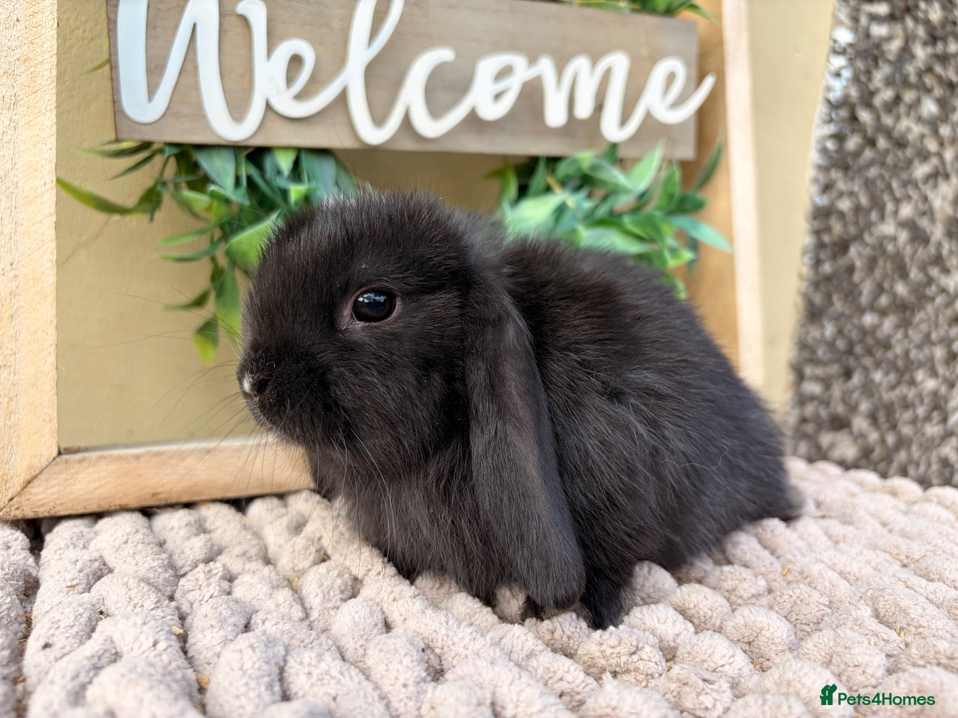 Mini Lop rabbits Mini lop babies and adults  - Advert 2