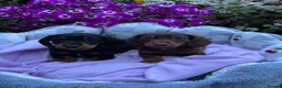 Miniature Dachshund dogs for sale: Boys kc reg dna tested mini dachshund puppies  - Advert 13
