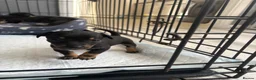 Chihuahua dogs for sale: Puppies  - Advert 2