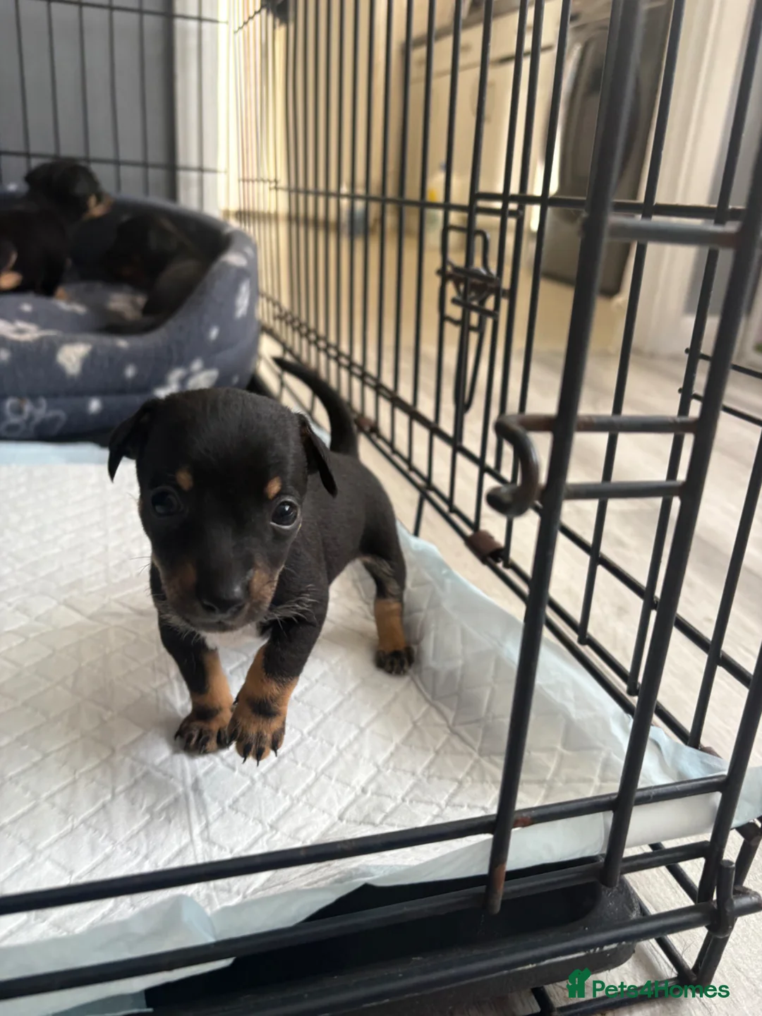 Chihuahua dogs for sale: Puppies  - Advert 2