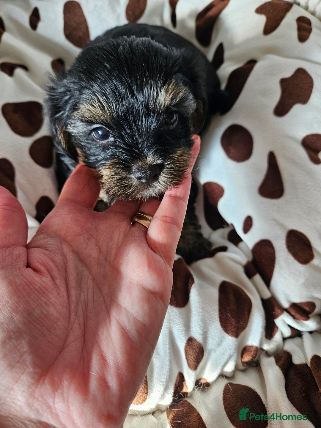 Yorkshire Terrier dogs for sale: DNA TESTED Father - Yorkshire Terrier puppies  - Image 24