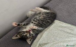 Mixed Breed cats for sale: Two kittens available - Image 3