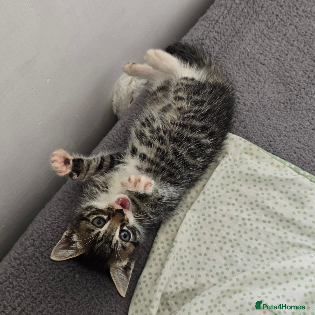 Mixed Breed cats for sale: Two kittens available - Image 3