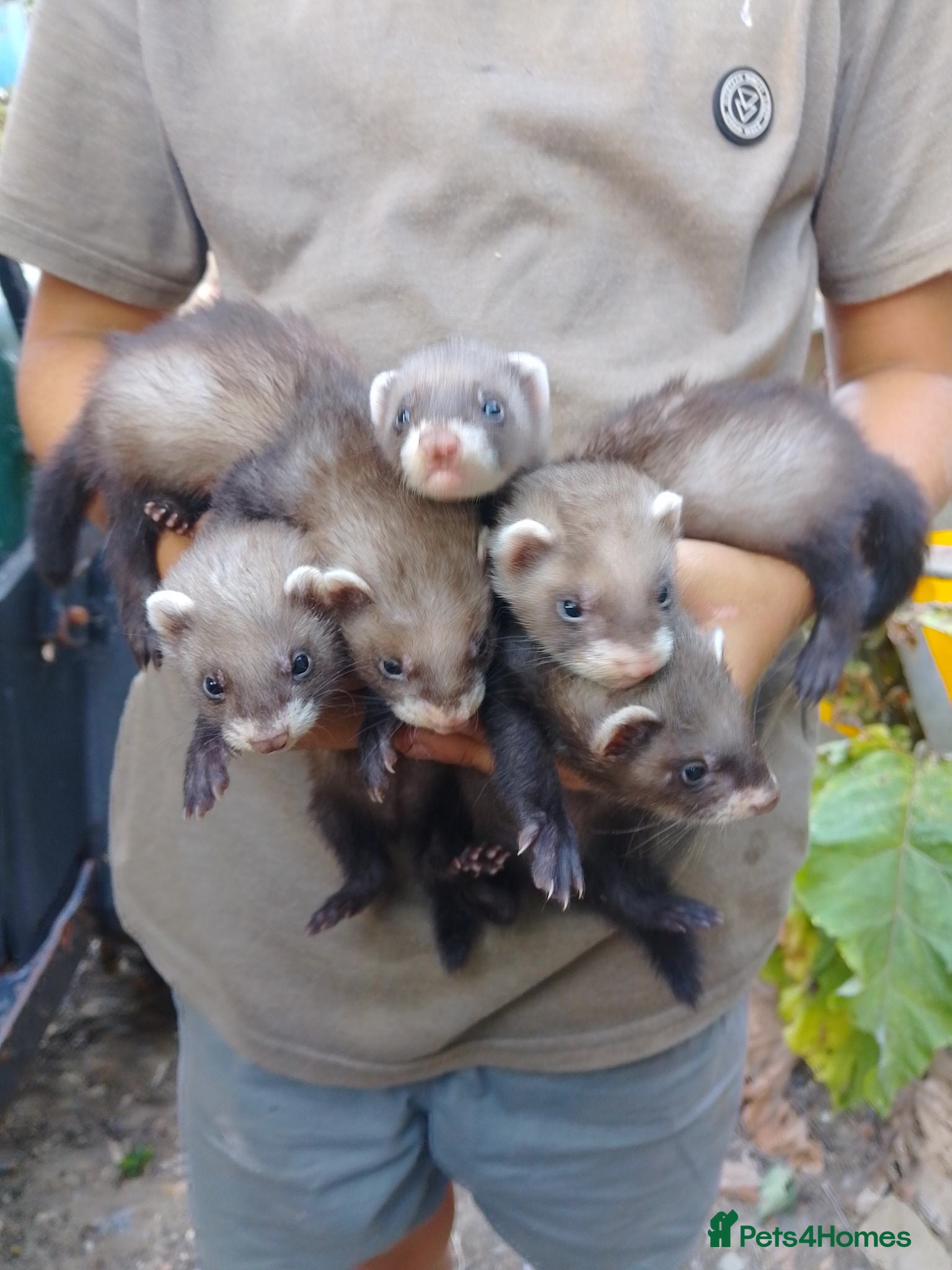 Ferret rodents European polecat cross albino - Advert 2