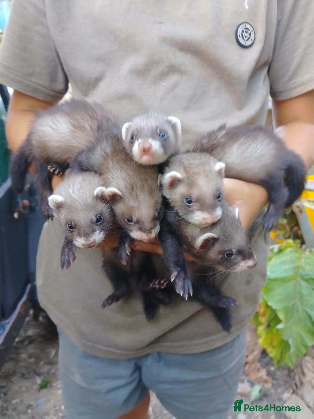 Ferret rodents for sale: European polecat cross albino in Tonbridge - Advert 2
